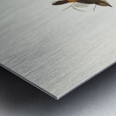 Red-rumped Acanthiza Acanthiza pyrrhopygia illustrated by Elizabeth Gould 1804–1841 for John Gould’s 1804-1881 Birds of Australia  Metal print