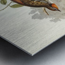 Spine-tailed Orthonyx Orthonyx spinicaudus illustrated by Elizabeth Gould 1804–1841 for John Gould’s 1804-1881 Birds of Australia  Metal print