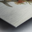 Helmeted Honey-eater Tropidorhynchus Buceroides illustrated by Elizabeth Gould 1804–1841 for John Gould’s 1804-1881 Birds of Australia  Metal print