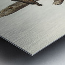 Orange-winged Sittella Sittella chrysoptera illustrated by Elizabeth Gould 1804–1841 for John Gould’s 1804-1881 Birds of Australia  Metal print