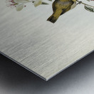 Robust Zosterops Zosterops strenuus illustrated by Elizabeth Gould 1804–1841 for John Gould’s 1804-1881 Birds of Australia  Metal print