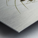 Lineated Warbler Cysticola lineocapilla illustrated by Elizabeth Gould 1804–1841 for John Gould’s 1804-1881 Birds of Australia  Metal print