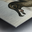 Sooty Albatros Diomedea fuliginosa illustrated by Elizabeth Gould 1804–1841 for John Gould’s 1804-1881 Birds of Australia  Metal print