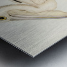 Australian Pelican Pelecanus conspicillatus illustrated by Elizabeth Gould 1804–1841 for John Gould’s 1804-1881 Birds of Australia  Metal print