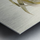 Hoary-headed Grebe Podiceps poliocephalus illustrated by Elizabeth Gould 1804–1841 for John Gould’s 1804-1881 Birds of Australia  Metal print