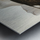 Cautious Albatros Diomedea cauta illustrated by Elizabeth Gould 1804–1841 for John Gould’s 1804-1881 Birds of Australia  Metal print