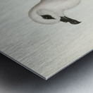 White-headed Petrel Procellaria Lessonii illustrated by Elizabeth Gould 1804–1841 for John Gould’s 1804-1881 Birds of Australia  Metal print