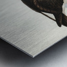 Black-eyebrowed Albatros Diomedea melanophrys illustrated by Elizabeth Gould 1804–1841 for John Gould’s 1804-1881 Birds of Australia  Metal print