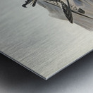 Cape Petrel Daption Capensis illustrated by Elizabeth Gould 1804–1841 for John Gould’s 1804-1881 Birds of Australia  Metal print