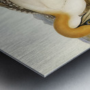 Australian Gannet Sula Australis illustrated by Elizabeth Gould 1804–1841 for John Gould’s 1804-1881 Birds of Australia  Metal print