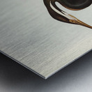 New Holland Darter Plotus Novae-Hollandiae illustrated by Elizabeth Gould 1804–1841 for John Gould’s 1804-1881 Birds of Australia  Metal print