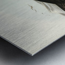 Giant Petrel Procellaria gigantea illustrated by Elizabeth Gould 1804–1841 for John Gould’s 1804-1881 Birds of Australia  Metal print