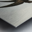 Wilsons Storm Petrel Thalassidroma Wilsonii illustrated by Elizabeth Gould 1804–1841 for John Gould’s 1804-1881 Birds of Australia  Metal print