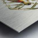 Little Whimbrel Numenius minutus illustrated by Elizabeth Gould 1804–1841 for John Gould’s 1804-1881 Birds of Australia  Metal print