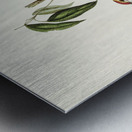 Swainsons Fruit Pigeon Ptilinopus Swainsonii illustrated by Elizabeth Gould 1804–1841 for John Gould’s 1804-1881 Birds of Australia  Metal print