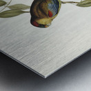 Many-coloured Parakeet Psephotus multicolor illustrated by Elizabeth Gould 1804–1841 for John Gould’s 1804-1881 Birds of Australia  Metal print