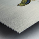 Ewings Fruit Pigeon Ptilinopus Ewingii illustrated by Elizabeth Gould 1804–1841 for John Gould’s 1804-1881 Birds of Australia  Metal print