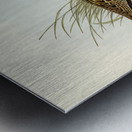 New Holland Snipe Scolopax Australis illustrated by Elizabeth Gould 1804–1841 for John Gould’s 1804-1881 Birds of Australia  Metal print