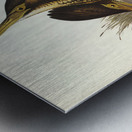 Australian Bittern Botaurus Australis illustrated by Elizabeth Gould 1804–1841 for John Gould’s 1804-1881 Birds of Australia  Metal print