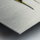 Elegant Grass-Parakeet Euphema elegans illustrated by Elizabeth Gould 1804–1841 for John Gould’s 1804-1881 Birds of Australia  Metal print