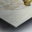 Red-backed Parakeet Psephotus haematonotus illustrated by Elizabeth Gould 1804–1841 for John Gould’s 1804-1881 Birds of Australia  Metal print