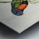 Red-collared Lorikeet Trichoglossus rubritorquis illustrated by Elizabeth Gould 1804–1841 for John Gould’s 1804-1881 Birds of Australia  Metal print