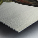 Pacific Heron Ardea pacifica illustrated by Elizabeth Gould 1804–1841 for John Gould’s 1804-1881 Birds of Australia  Impression metal