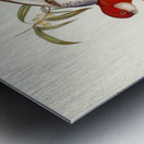 Fiery Parakeet Platycercus ignitus illustrated by Elizabeth Gould 1804–1841 for John Gould’s 1804-1881 Birds of Australia  Metal print