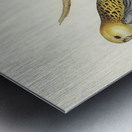 Pale-headed Parakeet Platycercus palliceps illustrated by Elizabeth Gould 1804–1841 for John Gould’s 1804-1881 Birds of Australia  Impression metal