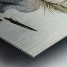 White-fronted Heron Ardea Novae-Hollandiae illustrated by Elizabeth Gould 1804–1841 for John Gould’s 1804-1881 Birds of Australia  Metal print