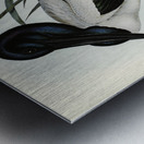 Australian Mycteria Mycteria Australis illustrated by Elizabeth Gould 1804–1841 for John Gould’s 1804-1881 Birds of Australia  Metal print