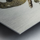 Cat Bird Ptilonorhynchus Smithii illustrated by Elizabeth Gould 1804–1841 for John Gould’s 1804-1881 Birds of Australia  Metal print