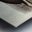 Straw-necked Ibis Geronticus spinicollis illustrated by Elizabeth Gould 1804–1841 for John Gould’s 1804-1881 Birds of Australia  Metal print