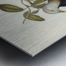 Magnificent Fruit Pigeon Carpophaga magnifica illustrated by Elizabeth Gould 1804–1841 for John Gould’s 1804-1881 Birds of Australia  Metal print