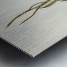 Crimson-bellied Parakeet Psephotus haematogaster illustrated by Elizabeth Gould 1804–1841 for John Gould’s 1804-1881 Birds of Australia  Metal print