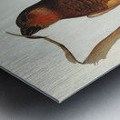 Philip Island Parrot Nestor productus illustrated by Elizabeth Gould 1804–1841 for John Gould’s 1804-1881 Birds of Australia  Metal print