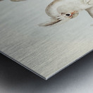 Blood-stained Cockatoo Cacatua sanguinca illustrated by Elizabeth Gould 1804–1841 for John Gould’s 1804-1881 Birds of Australia  Metal print