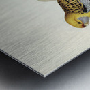 Yellow-rumped Parakeet Platycercus flaveolus illustrated by Elizabeth Gould 1804–1841 for John Gould’s 1804-1881 Birds of Australia  Impression metal