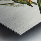 Red-capped Parakeet Platycercus pileatus illustrated by Elizabeth Gould 1804–1841 for John Gould’s 1804-1881 Birds of Australia  Metal print