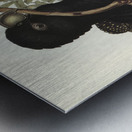 Western Black Cockatoo Calyptorhynchus naso illustrated by Elizabeth Gould 1804–1841 for John Gould’s 1804-1881 Birds of Australia  Metal print