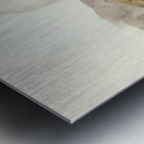 White-breasted Cormorant Phalacrocorax leucogaster illustrated by Elizabeth Gould 1804–1841 for John Gould’s 1804-1881 Birds of Australia  Impression metal