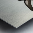 John Gould Birds of Australia 637 Metal print