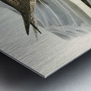 Red-legged Gannet Sula piscator illustrated by Elizabeth Gould 1804–1841 for John Gould’s 1804-1881 Birds of Australia  Metal print