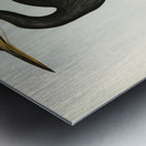 Sombre Egret Herodias pannosus illustrated by Elizabeth Gould 1804–1841 for John Gould’s 1804-1881 Birds of Australia  Metal print