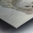 Culminated Albatros Diomedea culminata illustrated by Elizabeth Gould 1804–1841 for John Gould’s 1804-1881 Birds of Australia  Metal print