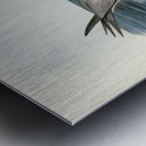 Grey Noddy Anous cinereus illustrated by Elizabeth Gould 1804–1841 for John Gould’s 1804-1881 Birds of Australia  Metal print