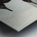 Groove-billed Cormorant Phalacrocorax sulcirostris illustrated by Elizabeth Gould 1804–1841 for John Gould’s 1804-1881 Birds of Australia  Metal print