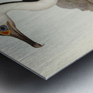 Pied Cormorant Phalacrocorax hypoleucus illustrated by Elizabeth Gould 1804–1841 for John Gould’s 1804-1881 Birds of Australia  Metal print