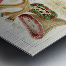 Great Barrier Reef Corals from The Great Barrier Reef of Australia 1893 by William Saville-Kent 1845-1908. Fig 1: Trachyphyllia amaraniusFig 2 : Caulastroea DistortaFig 3 : Mussa CorymbosaFig 4 : Mussa MultilobataFig 5 : PrionastroeaFig 6 : Favia Bo Metal print