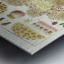Great Barrier Reef Anemones from The Great Barrier Reef of Australia 1893 by William Saville-Kent 1845-1908. Fig 1 : Palythoa caesiaFig 2 : Rhodactis HowesiiFig 3 : Haterodactyla HemprichiiFig 4 : Acrozoanthus australioeFig 5 : phymanthus muscorumFi Metal print